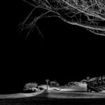 Lonely Tree