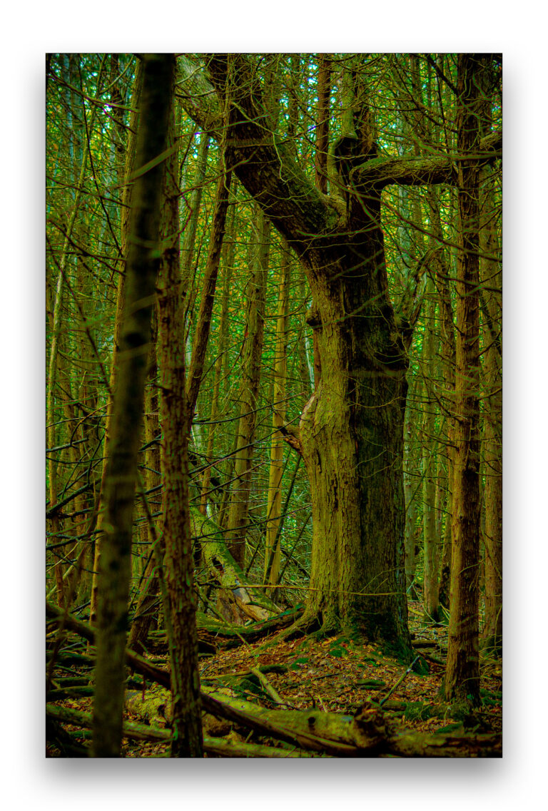 Tree Envy (Roseneath)
